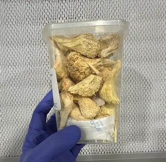 Where Can I Buy Magic Mushrooms Online in the Netherlands and Belgium