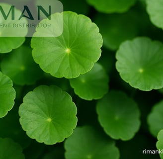 a bunch of green leaves on a green background