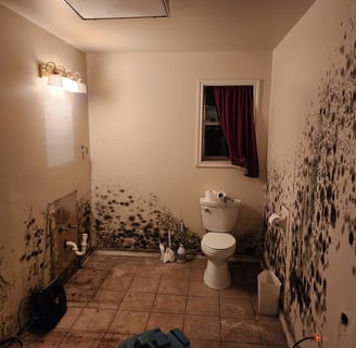 Mold Dangers After Water Damage