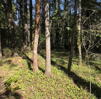Oakridge Real Estate land for sale