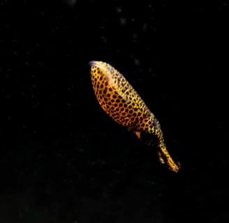 blackwater pygmy squid in motion