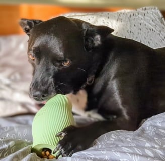 dog_playing_with_Earth_Rated_Toy