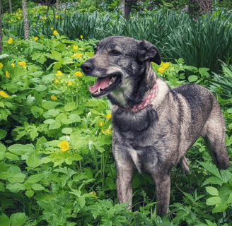 cute_dog_outside