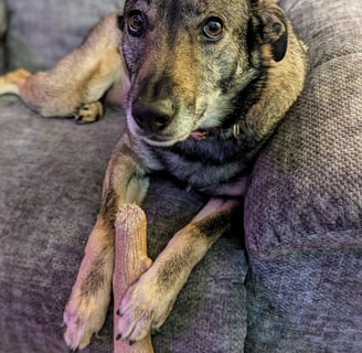 Dog with chew toy for aggressive chewers