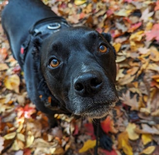 cute dog named Stormy