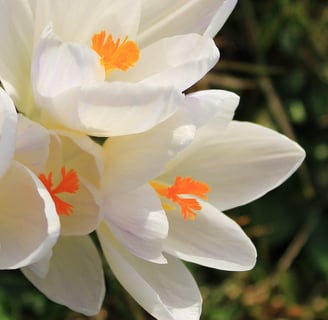 Hintergrund mit Blumen, passend zu Psychotherapie-Anfragen in Celle.