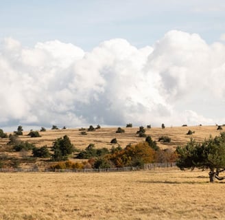 Un arbre au mileu de rien
