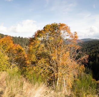 Image arbre en automne