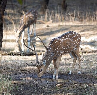 Ranthambore - North India tour package
