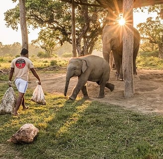 Elephant breeding centre Nepal - Nepal tour package