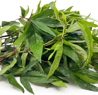 Gongura or Sorrel leaves Andhra Cuisine
