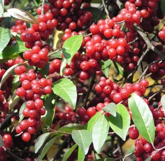 Autumn Olive Berries and Leaves