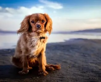 where to take dogs to the beach in Florida