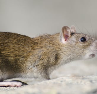 Tikus