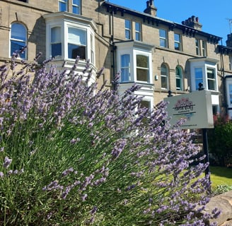 Blooming Lavender