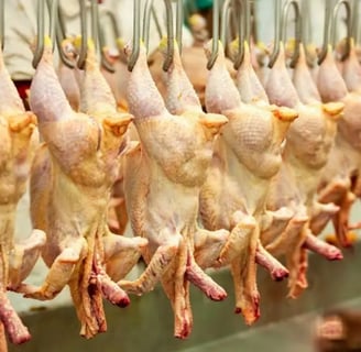 a bunch of chickens hanging from a line of chicken