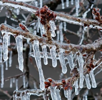 a tree branch with icicles hanging from it
