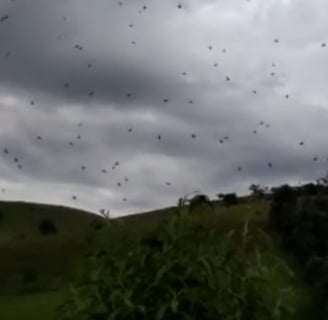 a flock of birds flying over a hill