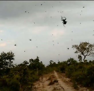 a spider webcamerator flying through the air