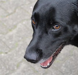 a dog is looking at the camera and smiling