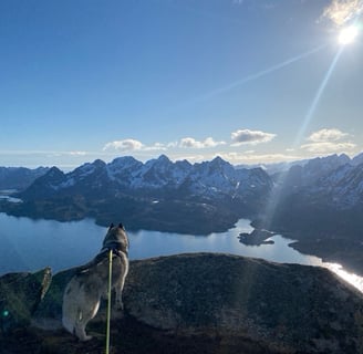 Husky above Lofoten 