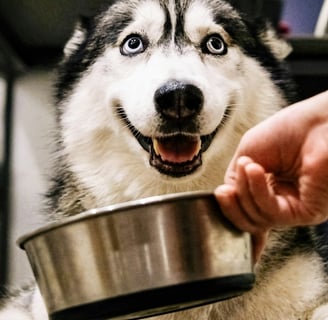 a dog is sitting on the floor and a person is feeding it
