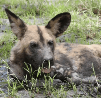 Photo of an African dog with a link leading to YouTube