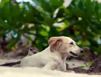 Pet friendly beaches near Anna Maria Island