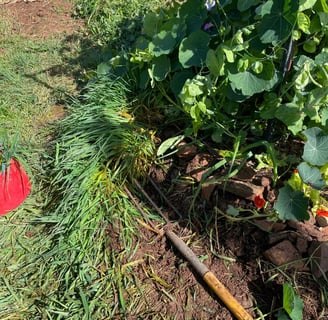 Veggie garden with fork