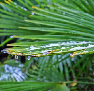 palm tree care in winter