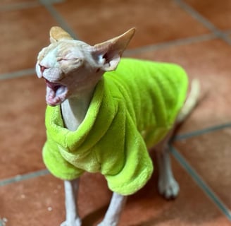 gato sin pelo