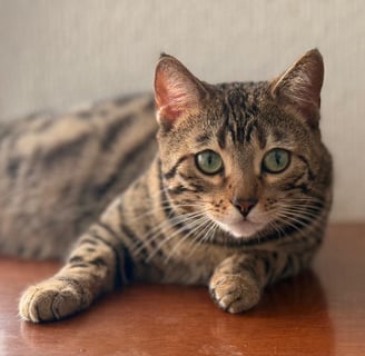 gata bengali