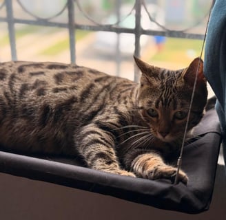 gato bengali en mexico