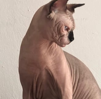 gato sphynx