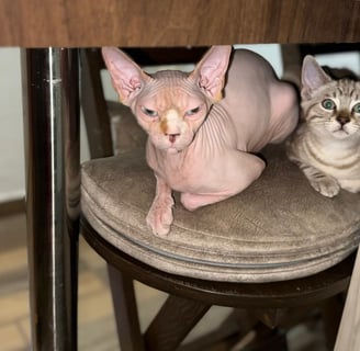 gato pelon