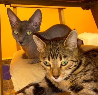 gatos de raza