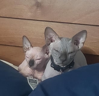 gato sin pelo