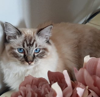 gatta ragdoll con occhi azzurri