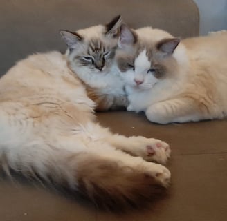 gatti ragdoll che riposano
