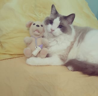 gatto ragdoll