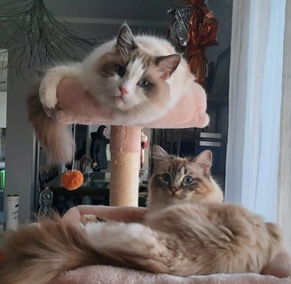 gatti ragdoll seduti sul tiragraffi