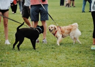 Pet-friendly Community