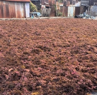 Dried Eucheuma cottonii Export