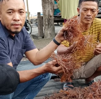 Indonesia Seaweed