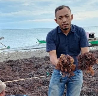 Eucheuma Cottonii Carrageenan