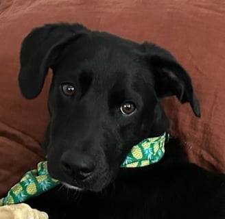Ozzie