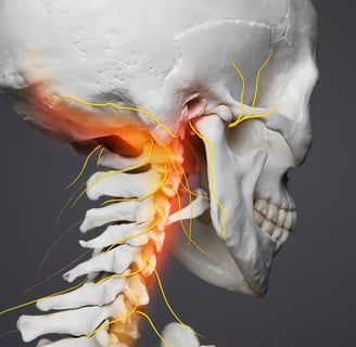 a human head with the neck and neck highlighted - skeleton with nerves