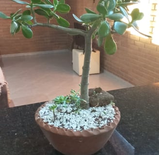 planta jade vaso interno