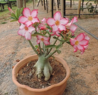 Rosa do deserto