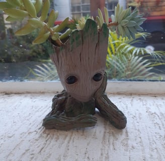 vaso groot suculentas